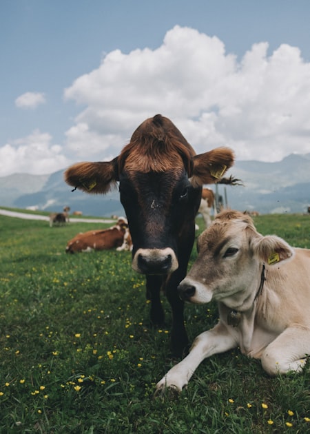 Join Our Herd Share Program